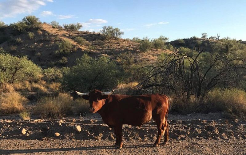 45000 W ABBOTT ROAD, 18 B -  WICKENBURG